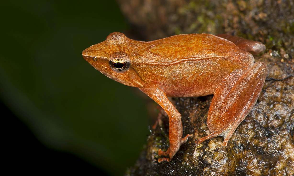 This undated photograph shows one of the 14
new species of so-called dancing frogs
discovered by a team headed by University of
Delhi professor Sathyabhama Das Biju in the
jungle mountains of southern India. The study
listing the new species brings the number of
known Indian dancing frogs to 24 and attempts
the first near-complete taxonomic sampling of
the single-genus family found exclusively in
southern India's lush mountain range called
the Western Ghats, which stretches 1,600
kilometers (990 miles) from the west state of
Maharashtra down to the country's southern
tip.