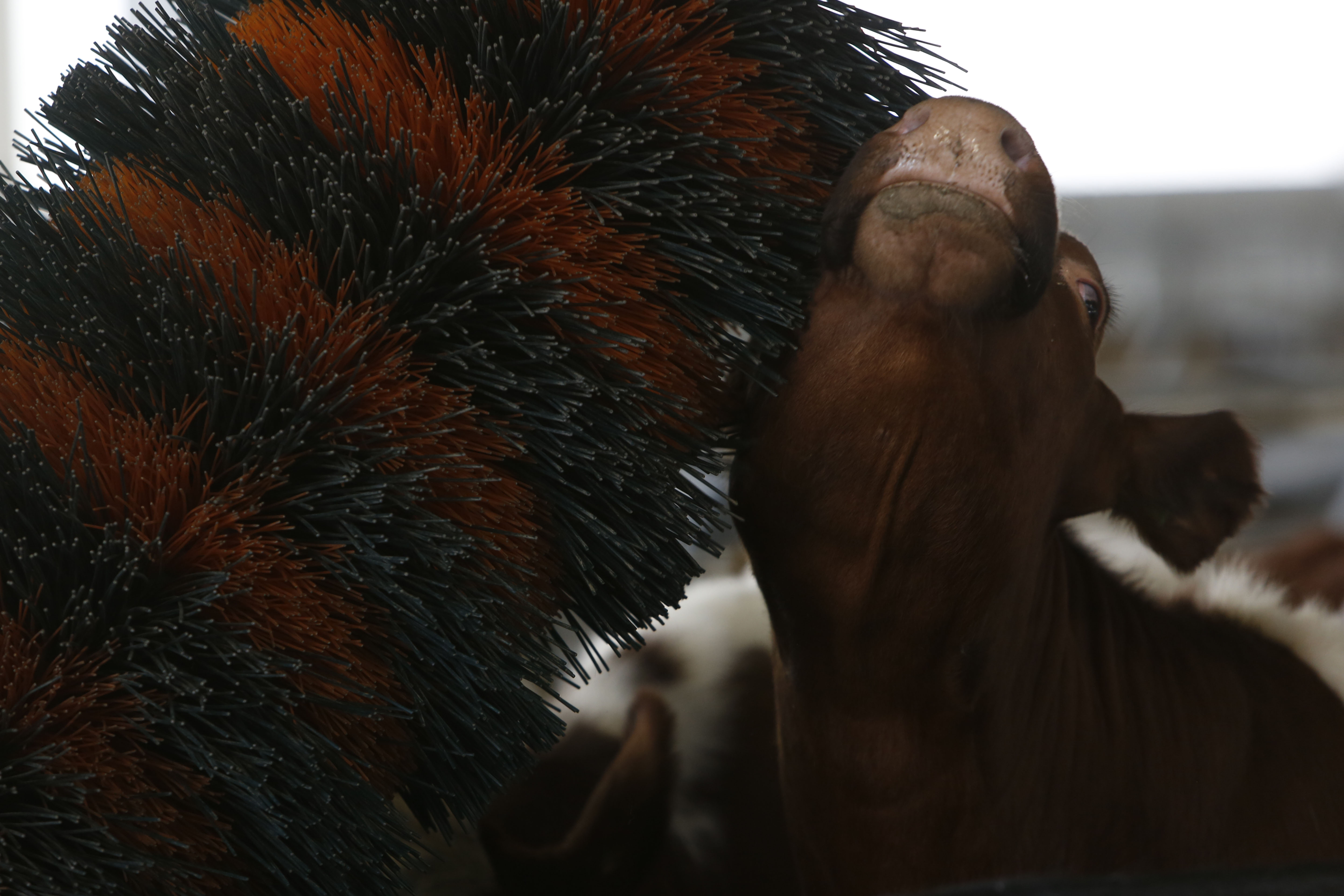 Norwegian cows get full pampering in Bosnia