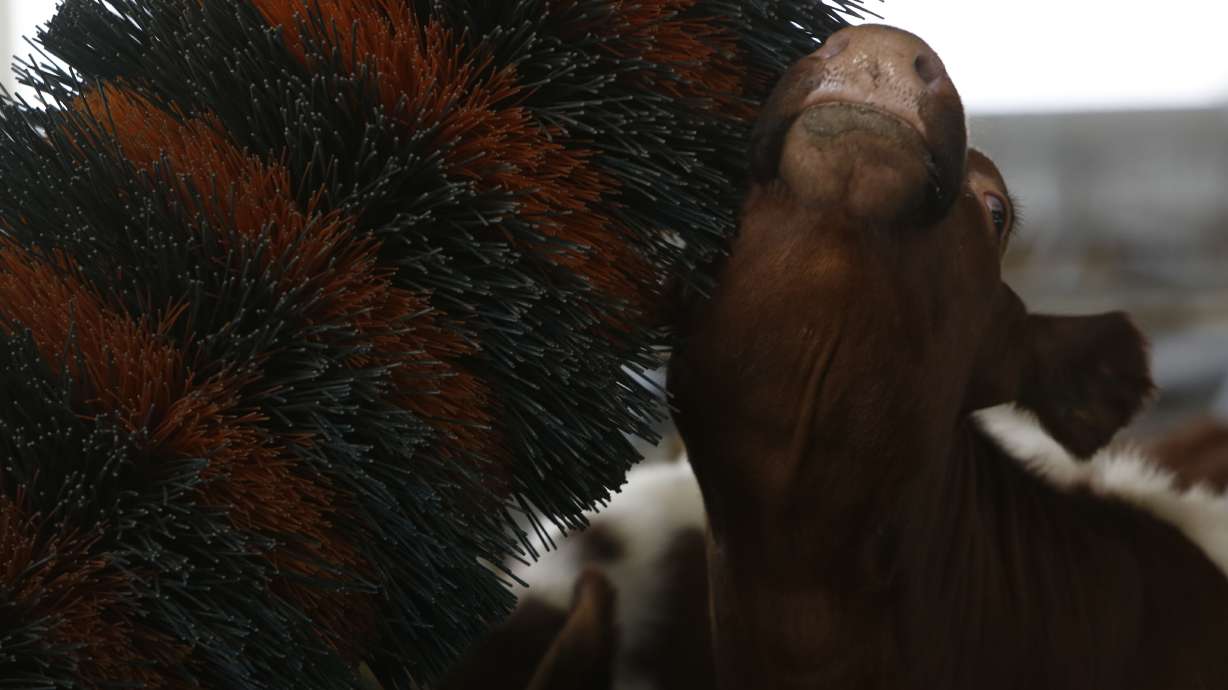 Norwegian cows get full pampering in Bosnia