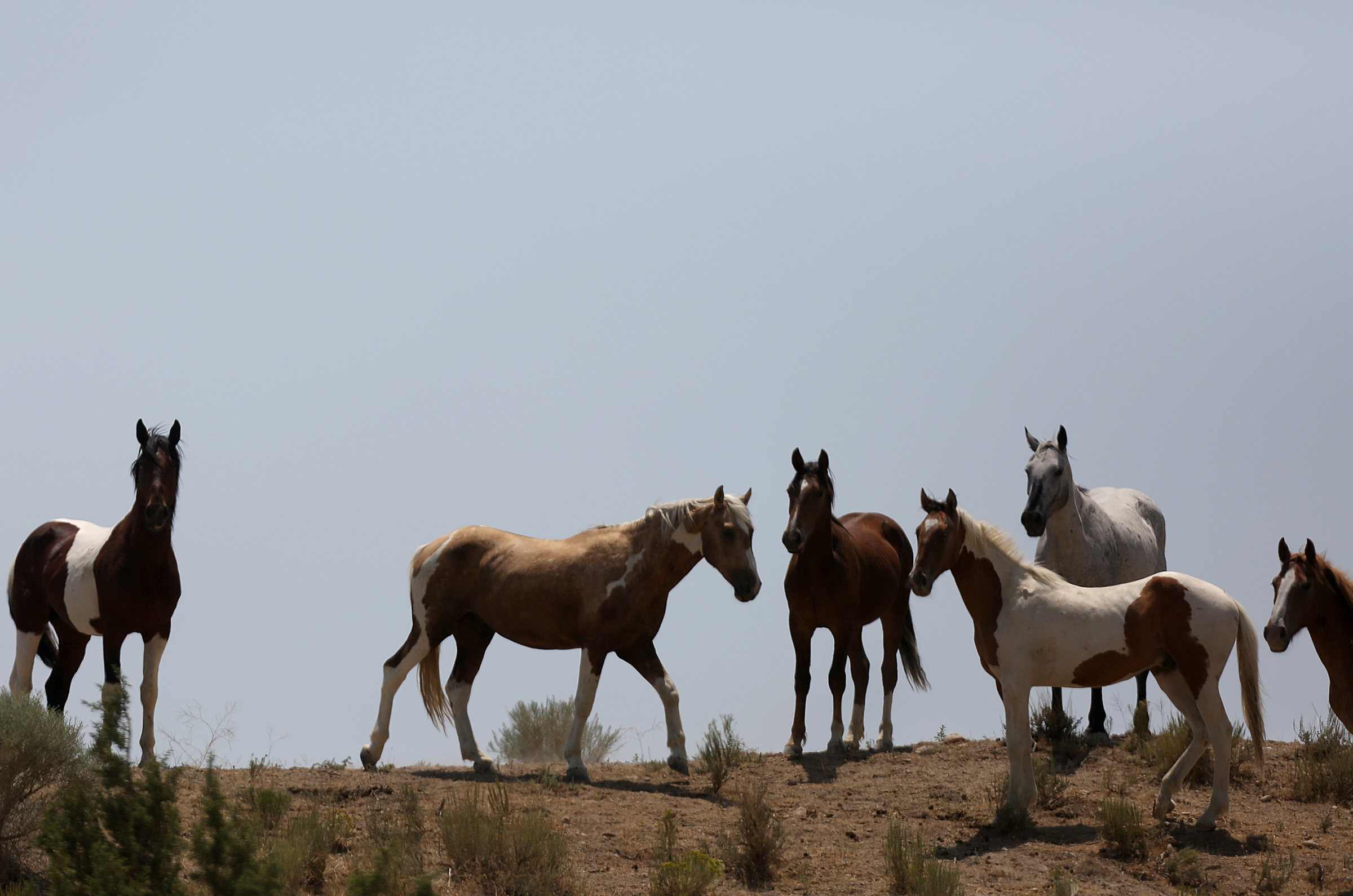 200 wild horses slated for roundup, BLM says