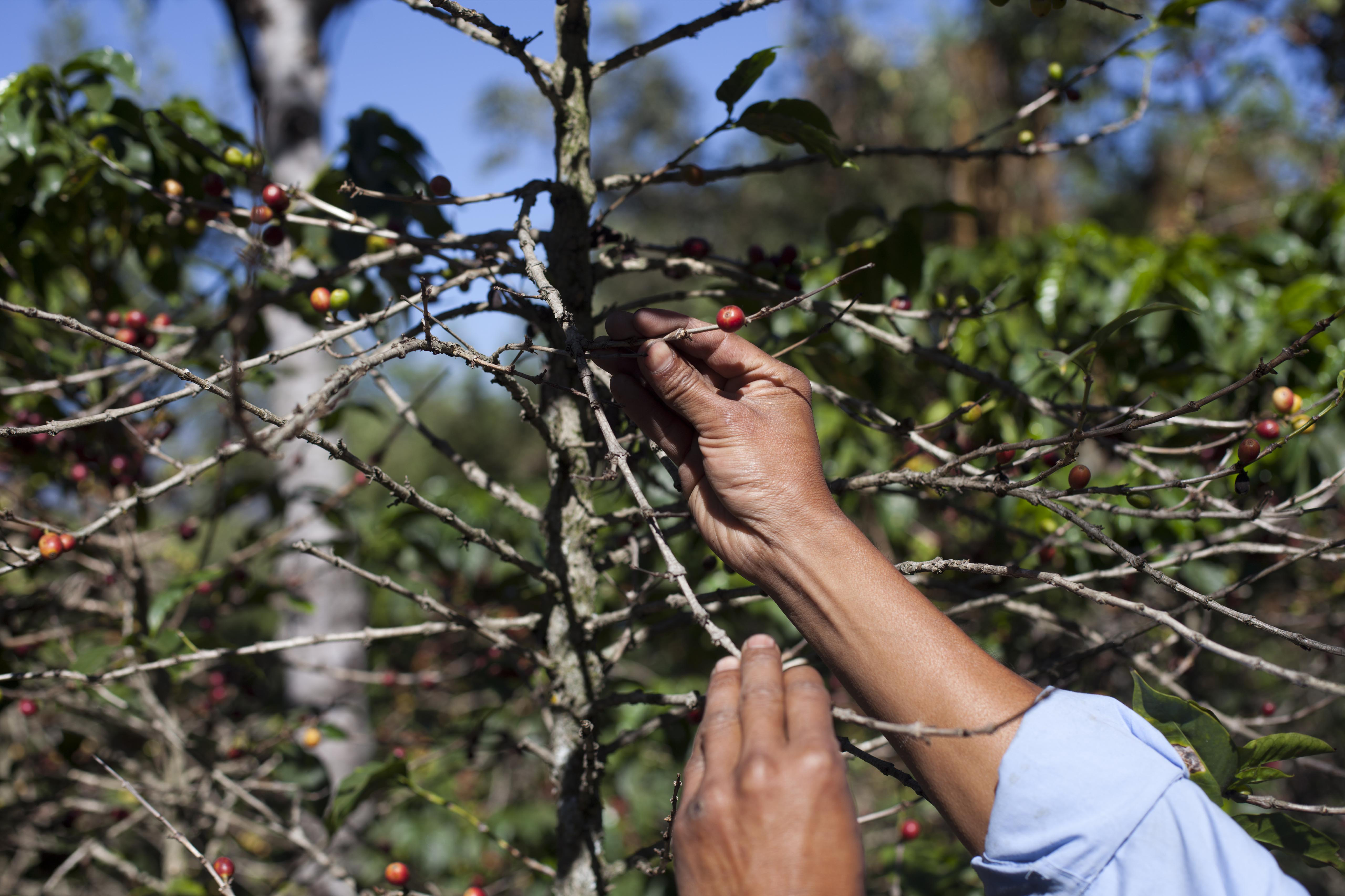 Coffee fungus raising prices for high-end blends