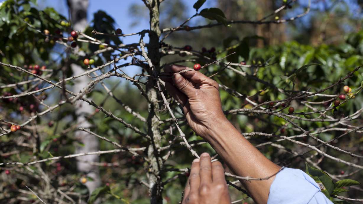 Coffee fungus raising prices for high-end blends