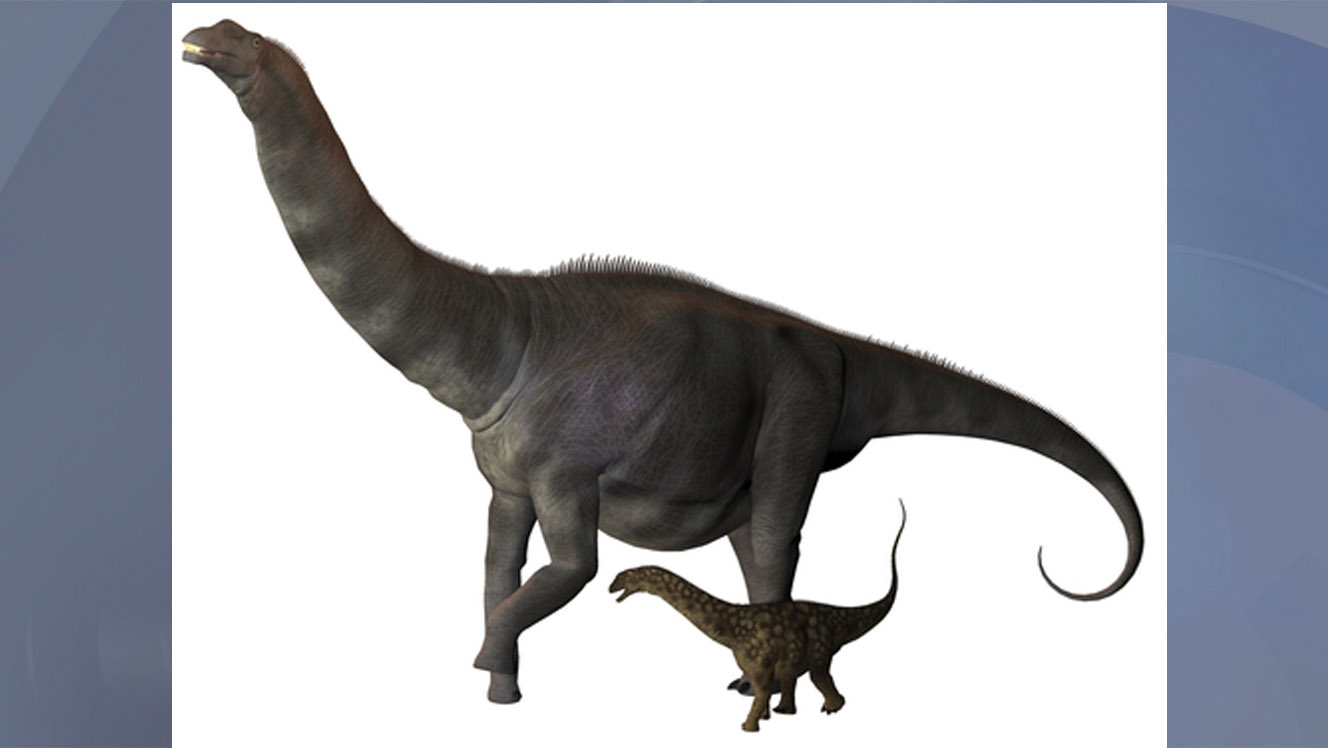 As heavy as 14 elephants, as long as 2 tractor trailers: Meet Mr. Titanosaur