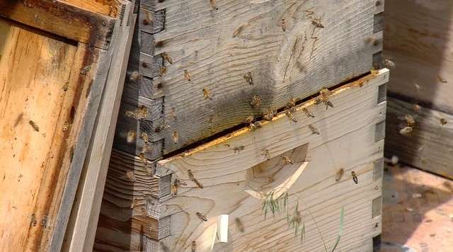 Box Elder beekeeper dies from dozens of stings