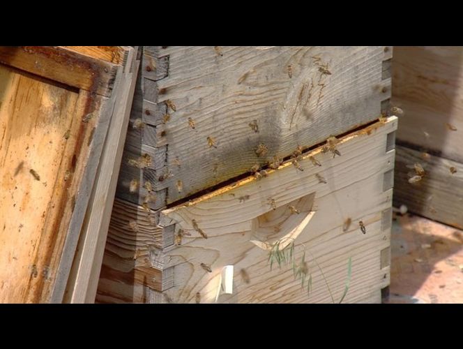 Mujer de 31 años muere aparentemente por picaduras de abejas