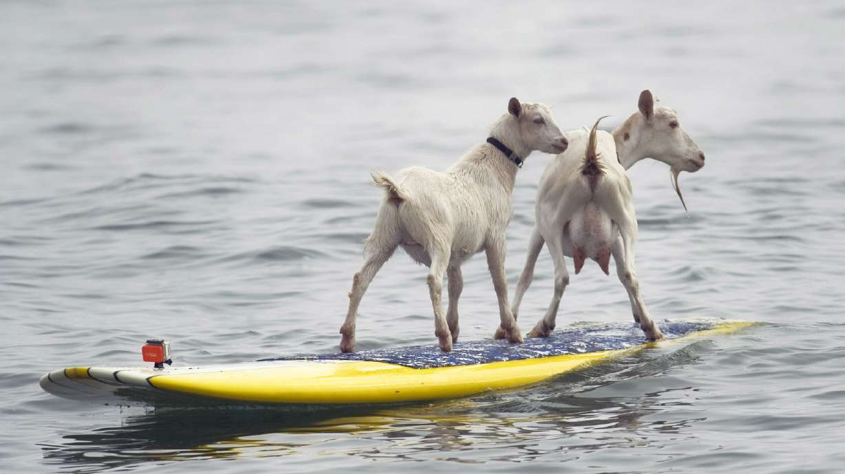 California city says surf but no turf for goats