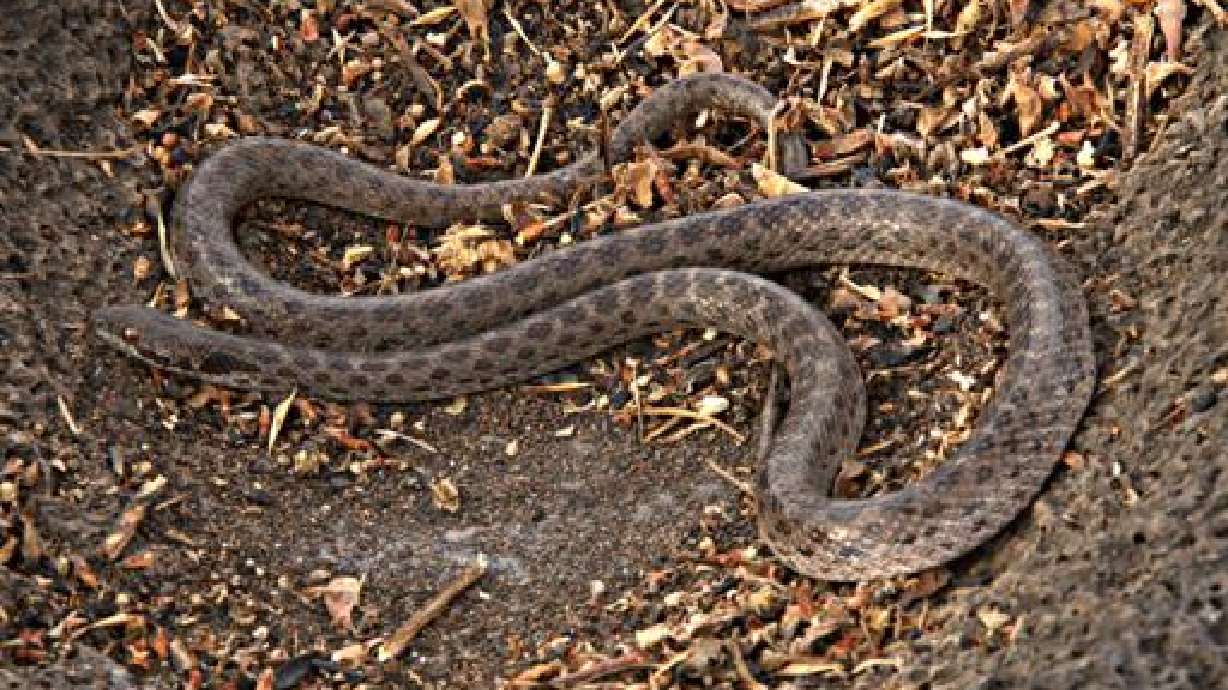 Redescubren culebra "perdida" en isla de México