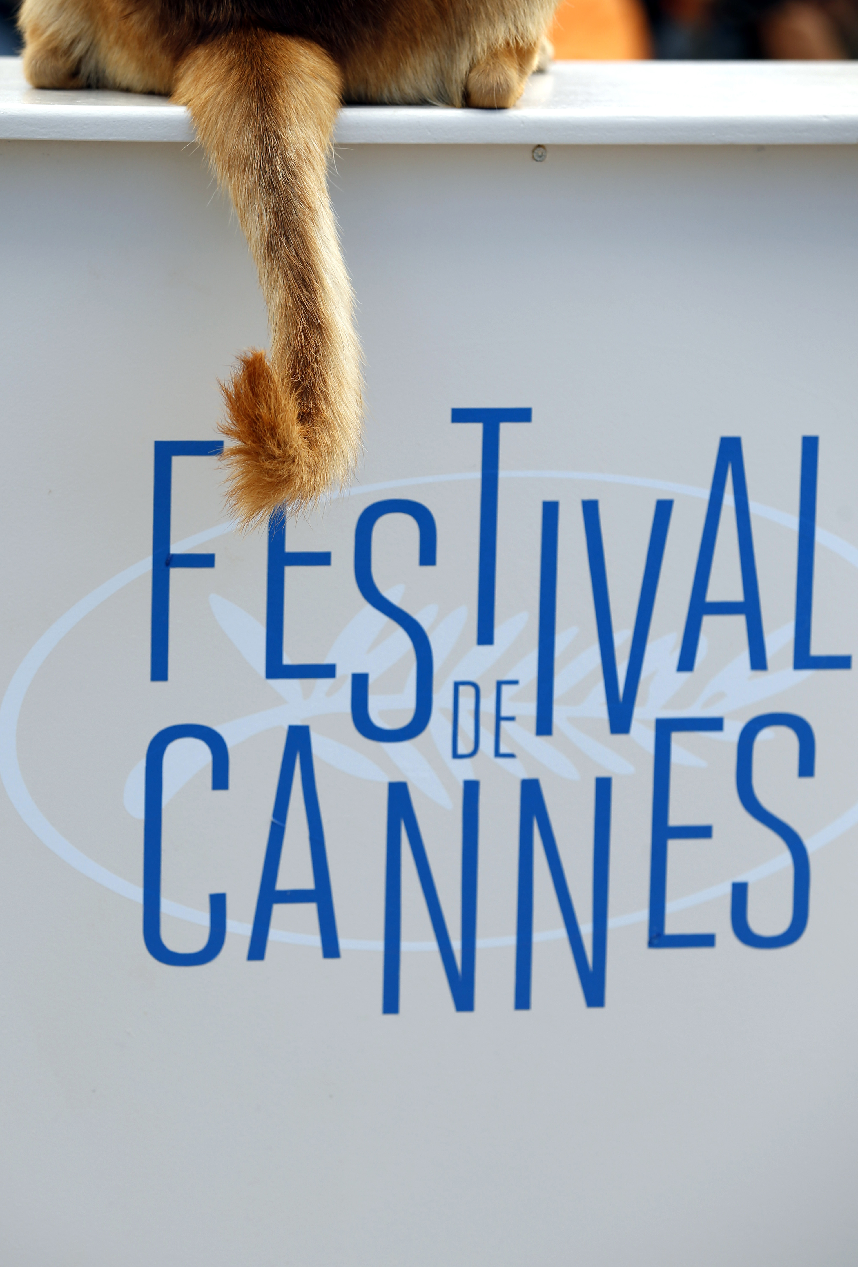Race tightens for Cannes' canine prize Palm Dog