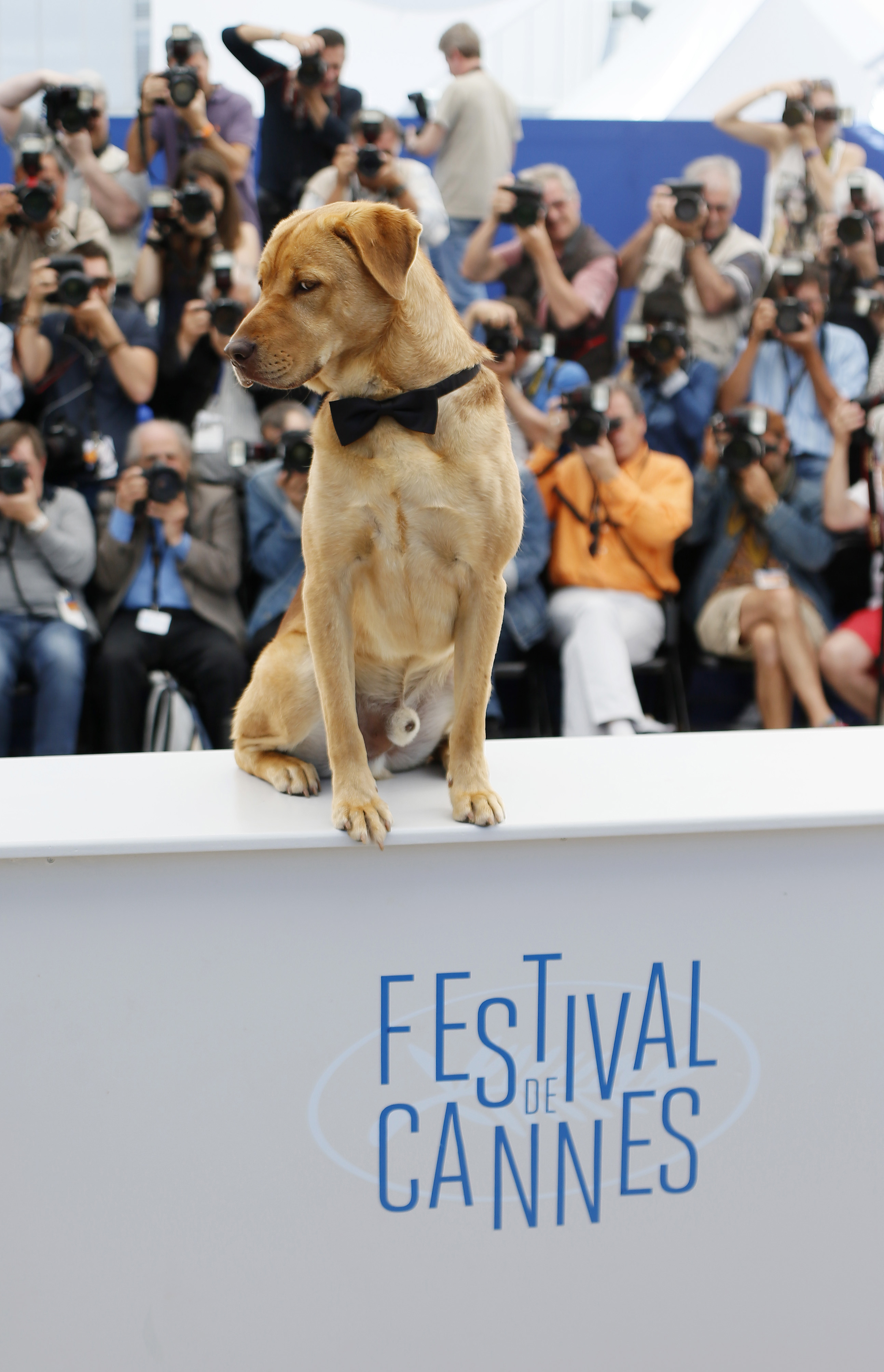 Nouvelle Wag: "White God" wins Cannes' Palm Dog