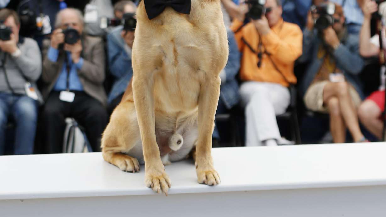 Nouvelle Wag: "White God" wins Cannes' Palm Dog