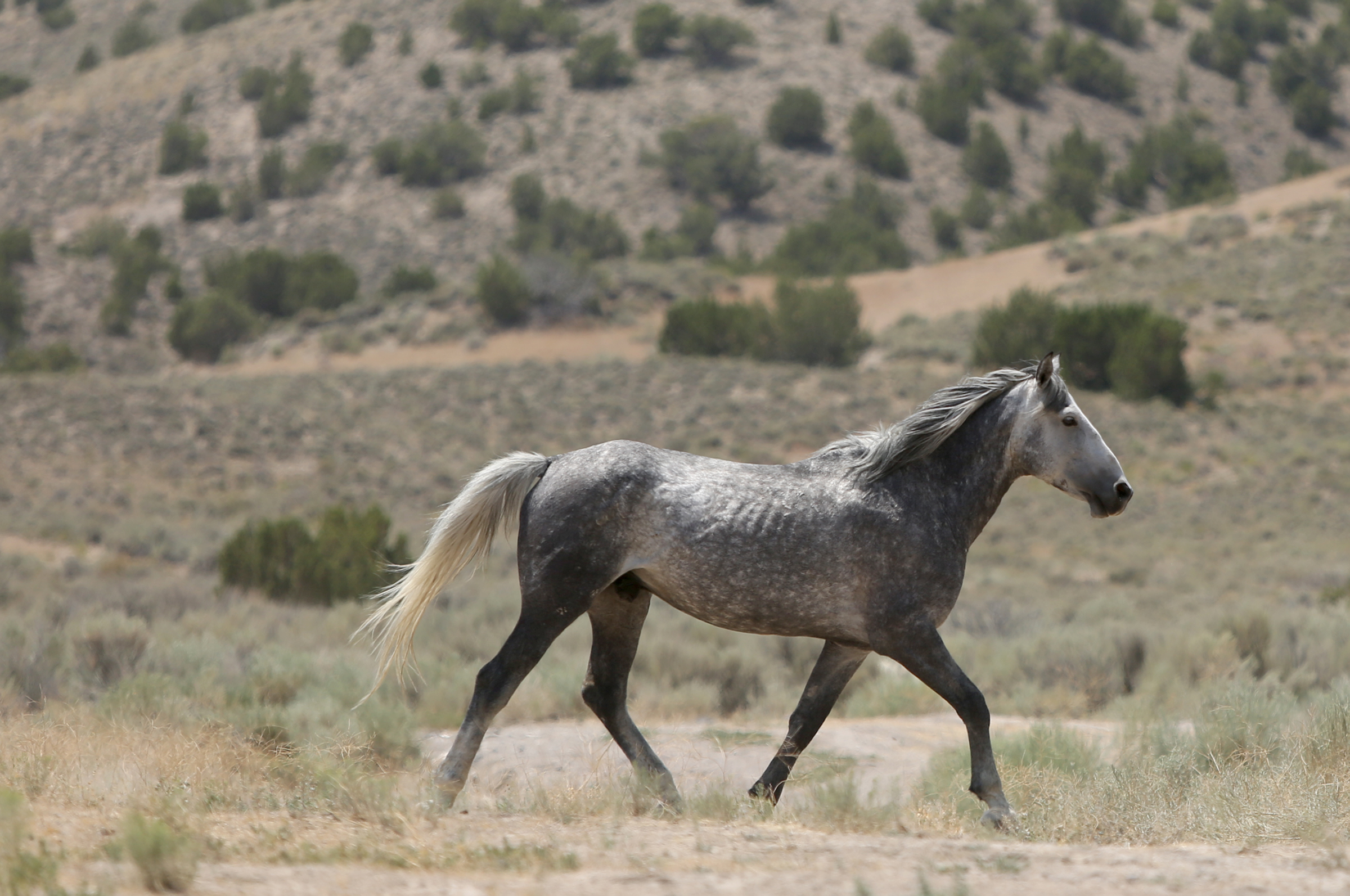 Iron County calls BLM horse roundup a 'joke'
