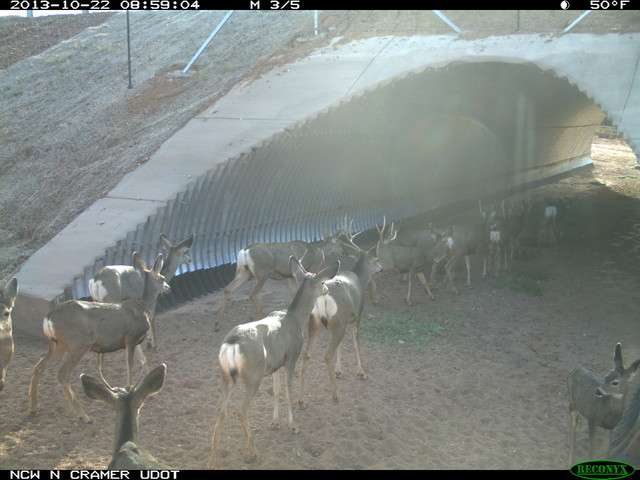 Elaborate deer crossing a 'qualified success'