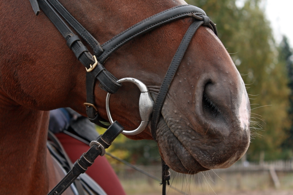 Horses died of dehydration, not gunshots, police say