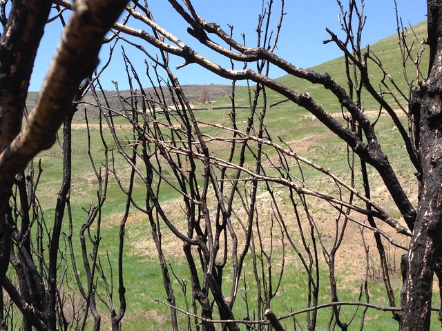 Burned trees stand in the Rockport Fire area of Summit County. 
Vegetation has grown around the trees since the fire in 2013.