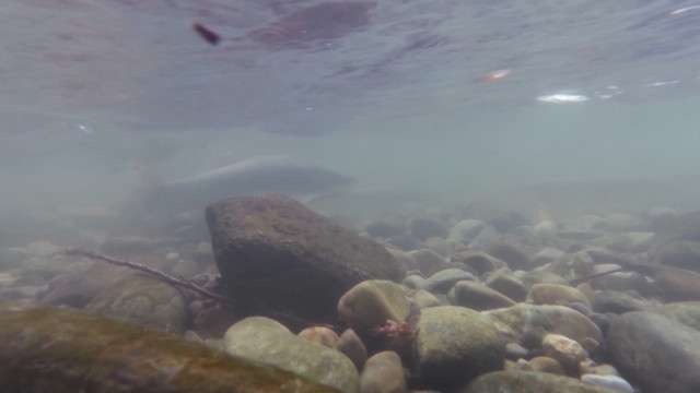 June sucker fish in recovery thanks to program