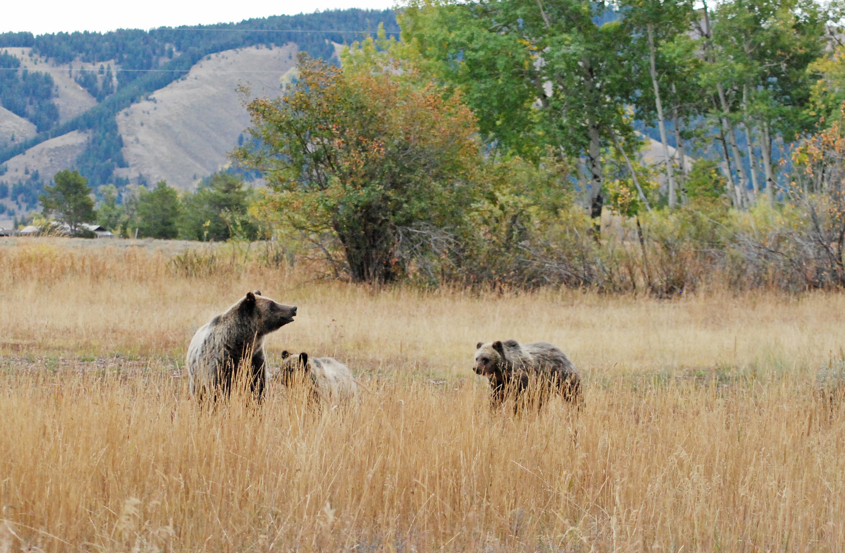 Alaska has numerous places to see grizzlies (brown bear), but the
animals can be found in lower 48 parks such as Yellowstone and
Grand Teton National Park (pictured).