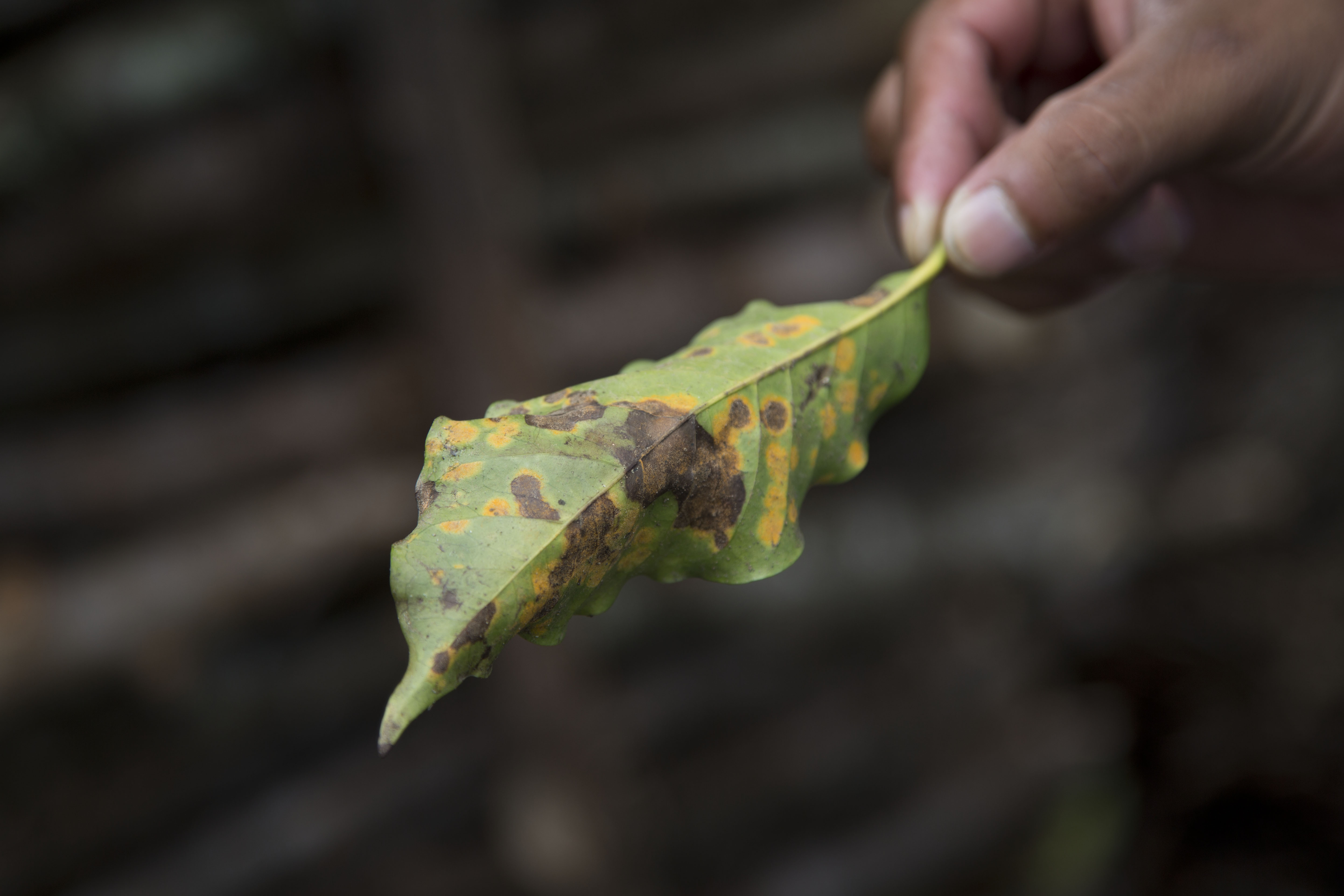 Coffee rust reaches new heights in Central America