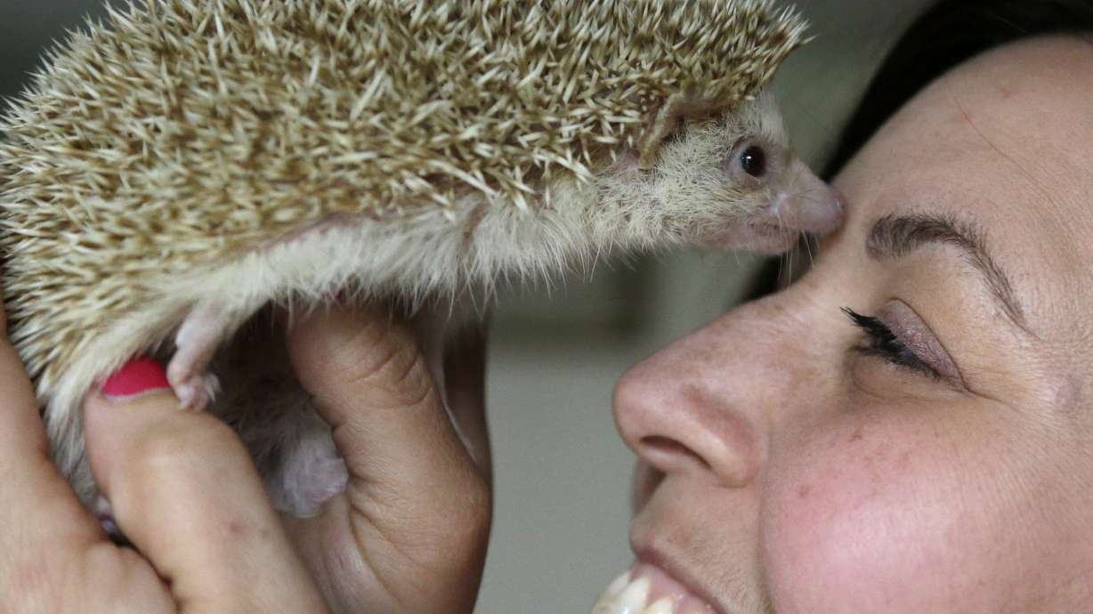 What you need to know about pet hedgehogs