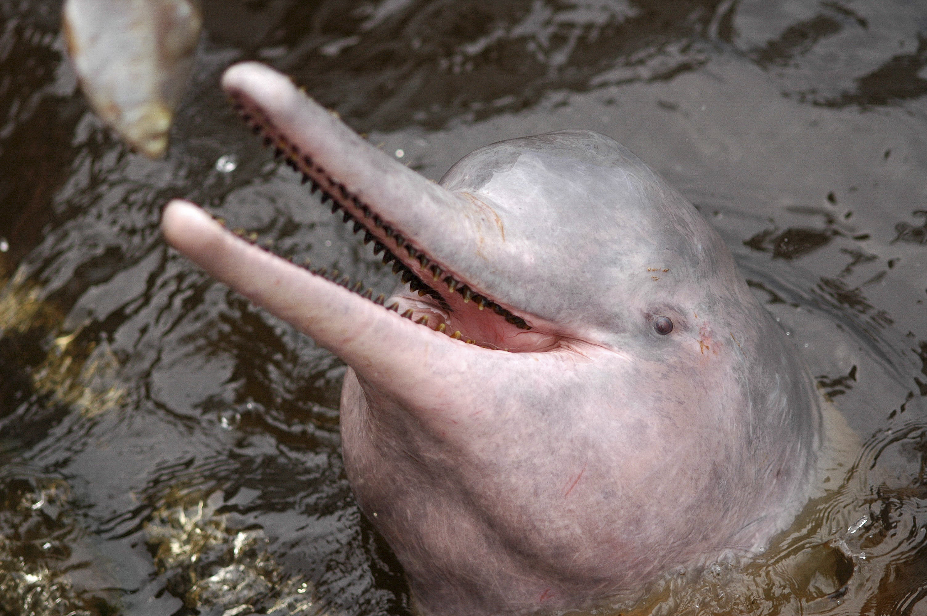 Brazil plans to stop the killing of pink dolphins