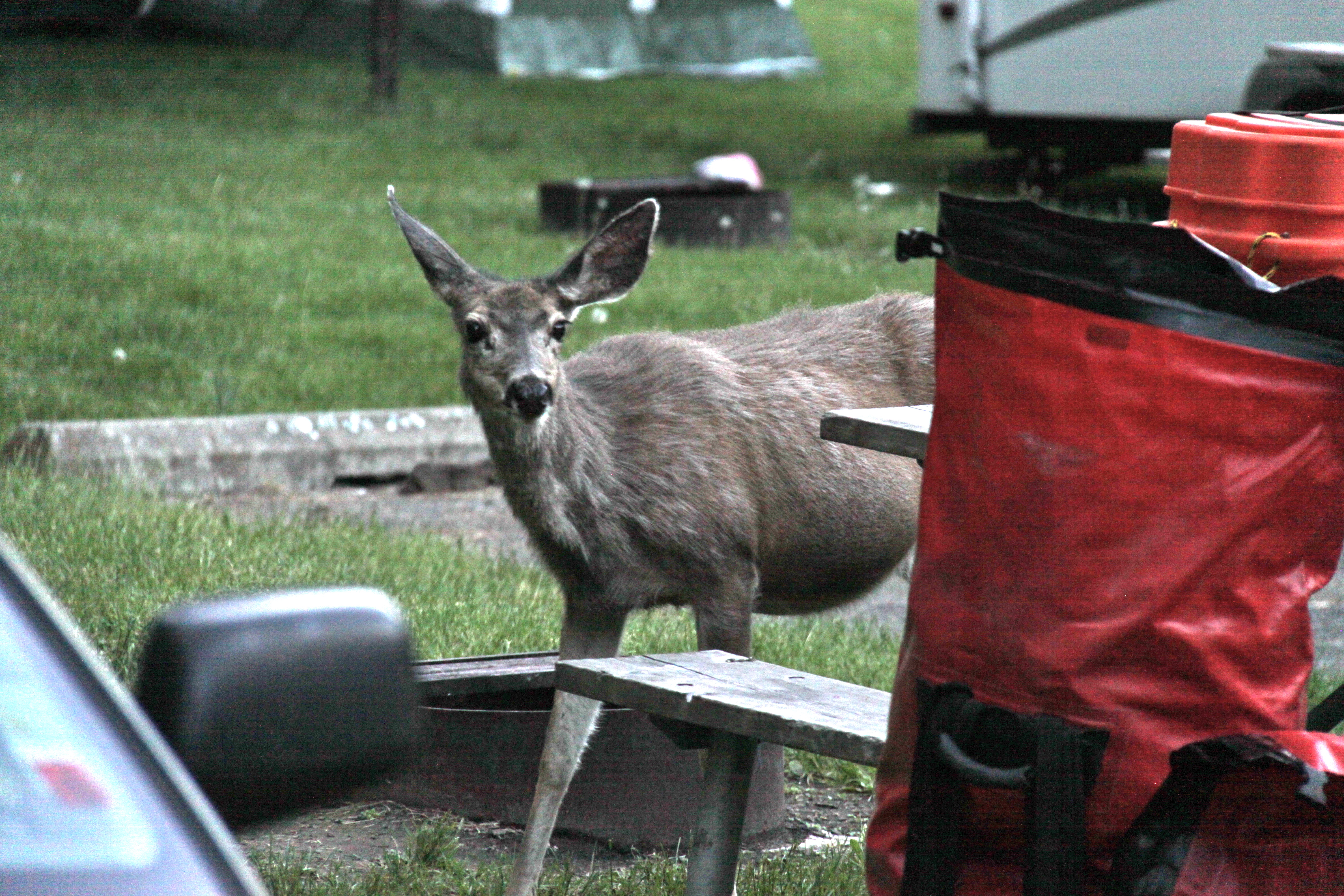 Deer in the campground? Keep an eye on your food