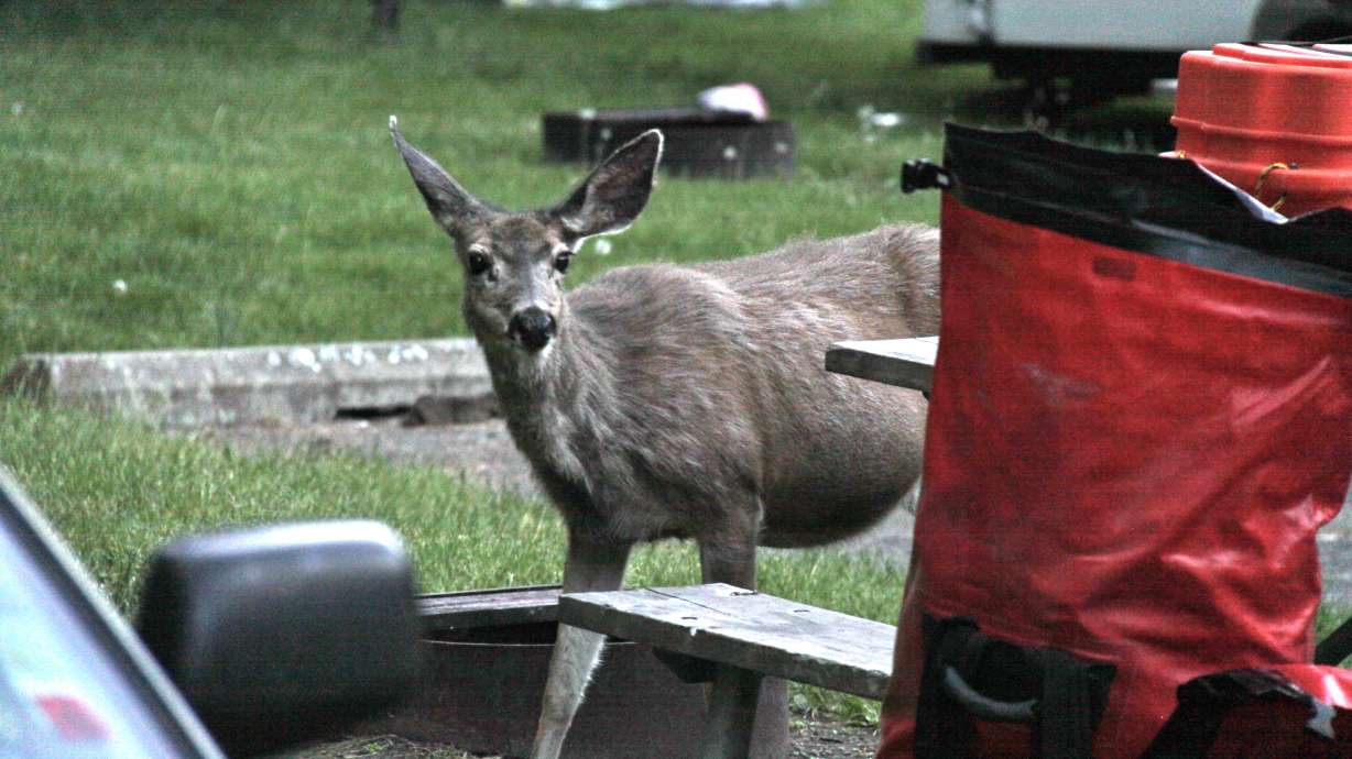 Deer in the campground? Keep an eye on your food