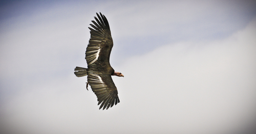 Rare California condor chick hatches in Utah