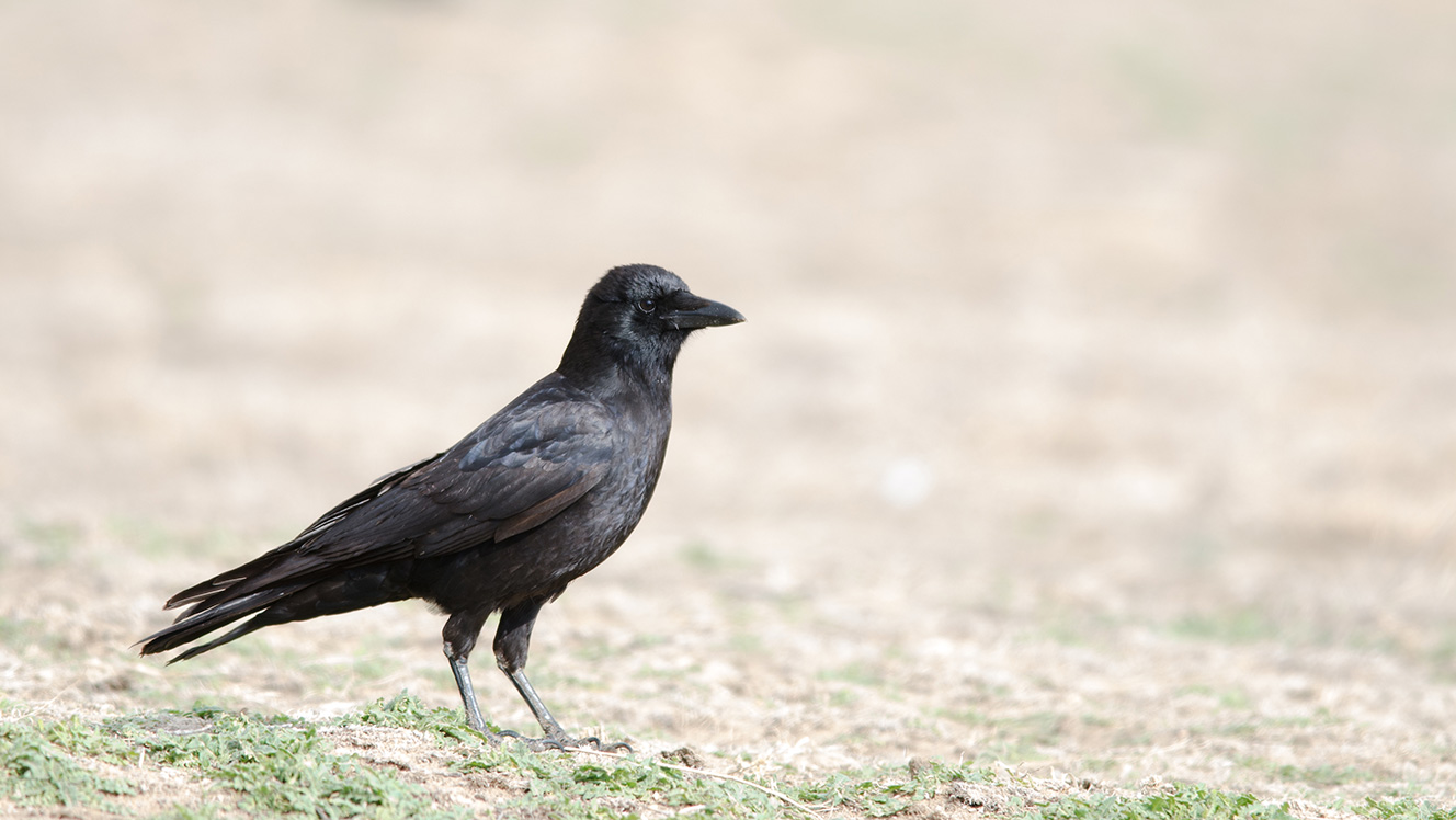 Crow hunt, fall turkey hunt approved in Utah
