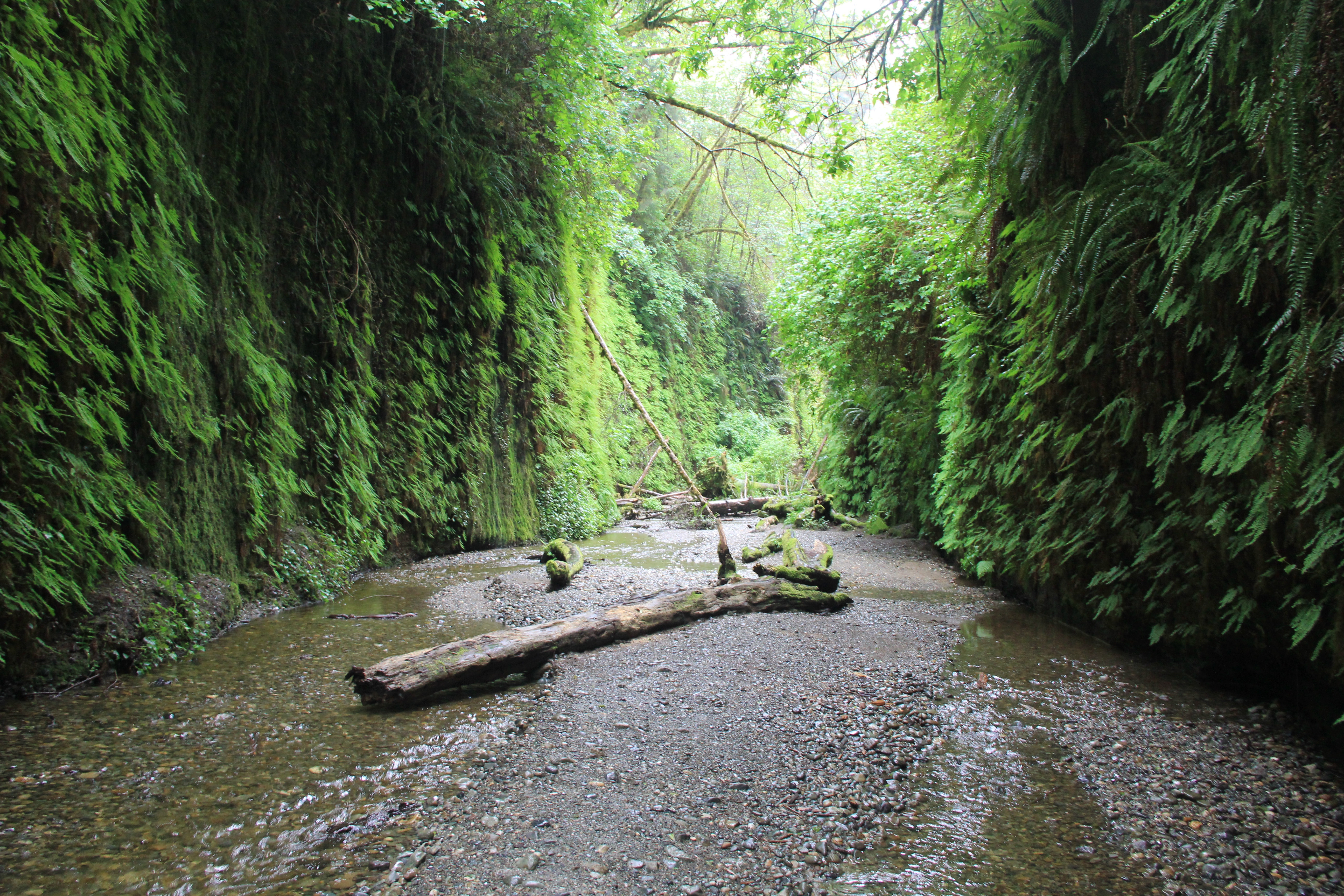 Redwoods hike: a 13-mile journey you won't forget
