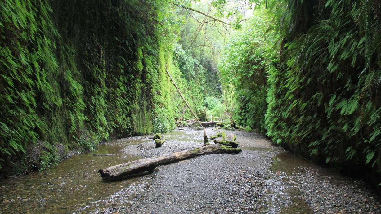 Redwoods hike: a 13-mile journey you won't forget