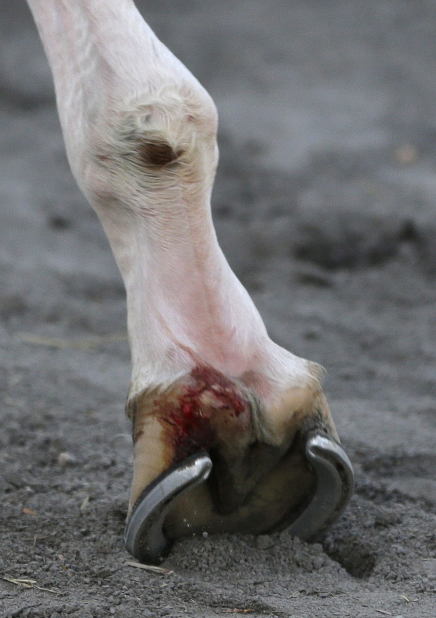 California Chrome sustains gash to foot
