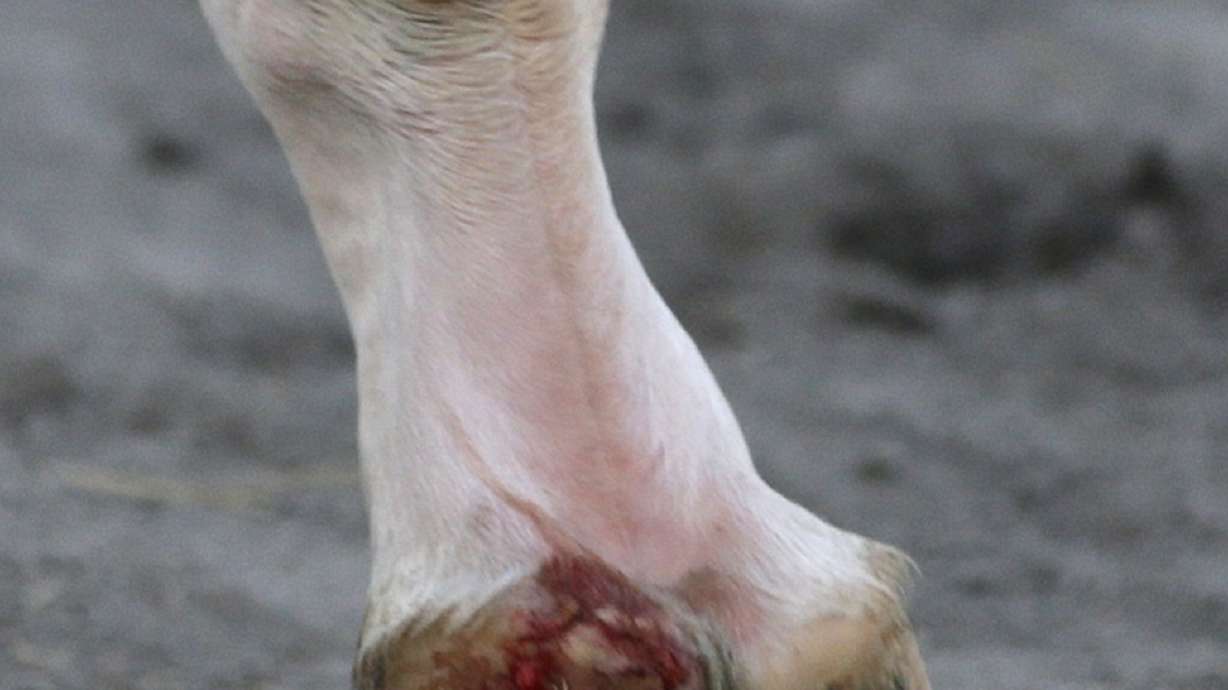 California Chrome sustains gash to foot