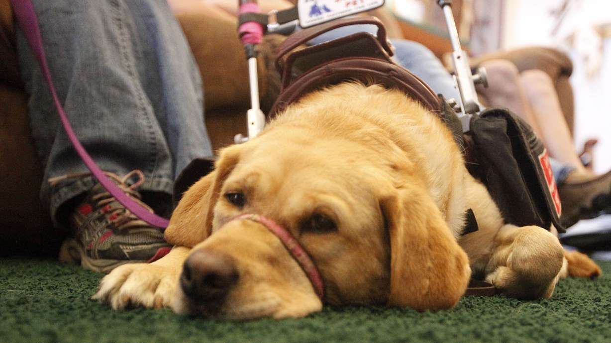 Dog helps girl with epilepsy complete high school