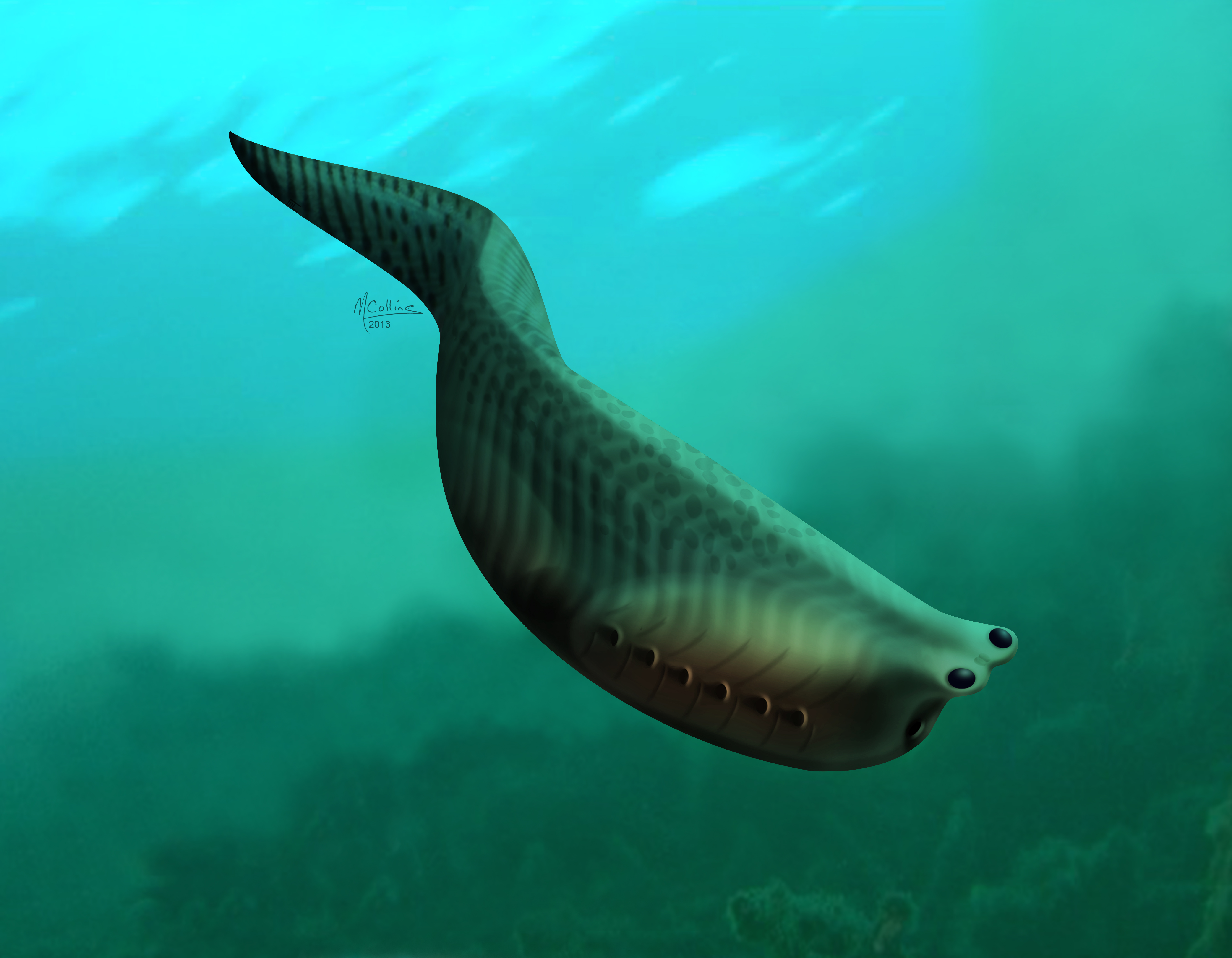 Fossils reveal details of jawless ancient fish