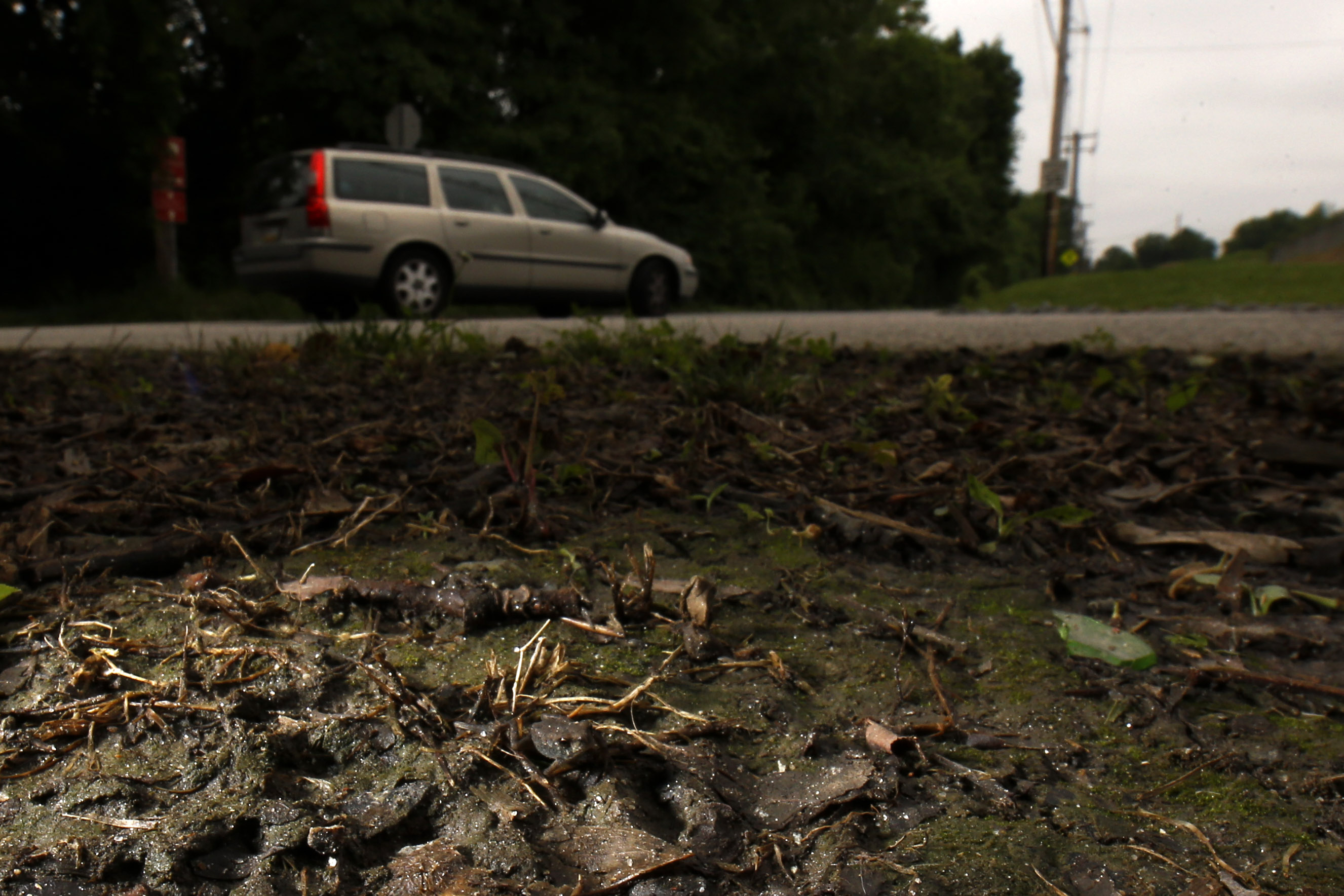 Car detour lets toads cross road without croaking