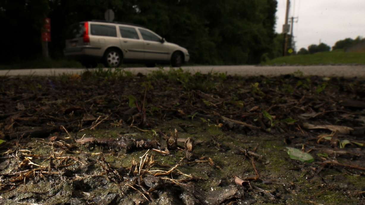 Car detour lets toads cross road without croaking