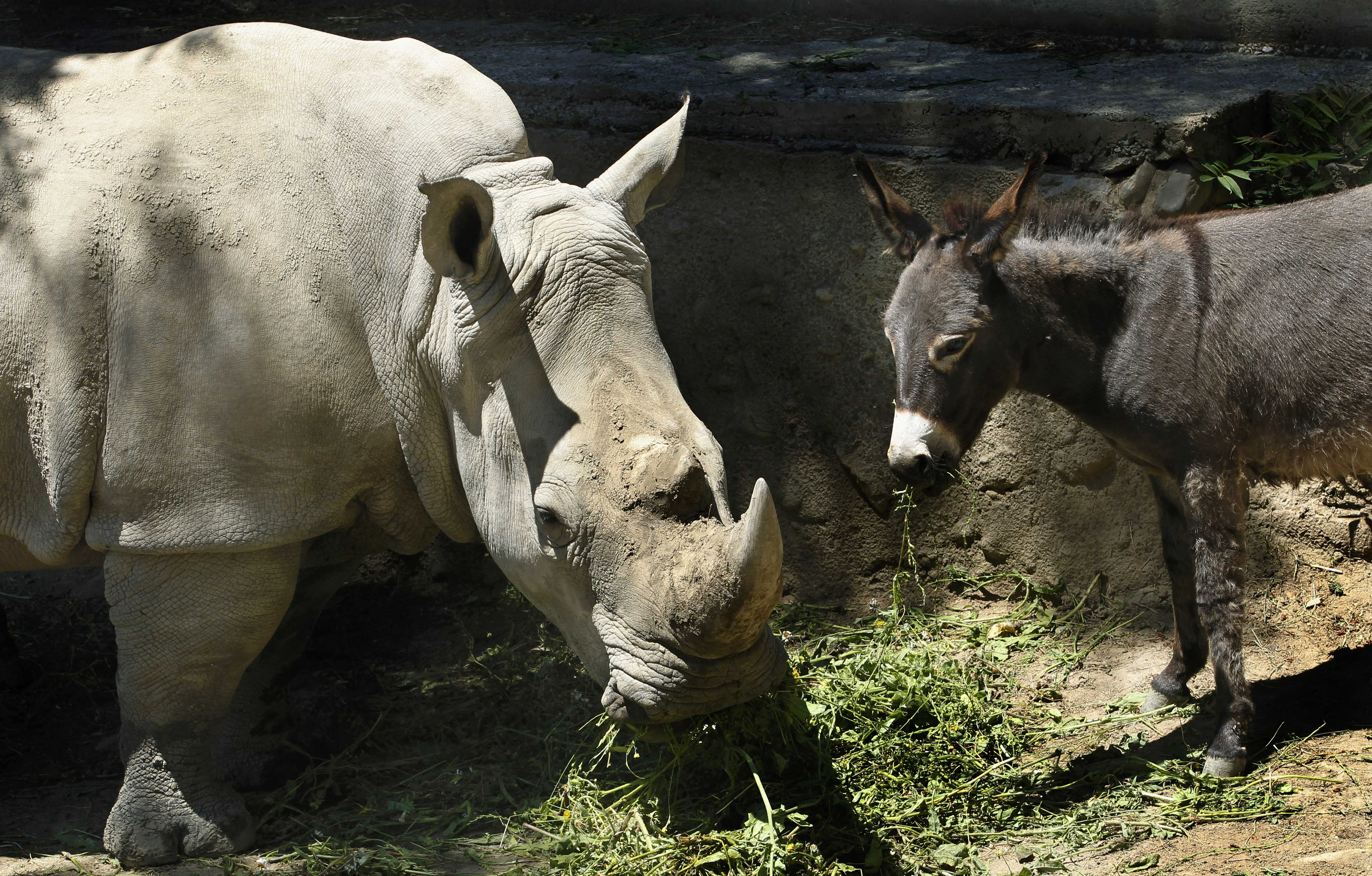Hee-haw! At zoo, donkey pals calm restless rhino