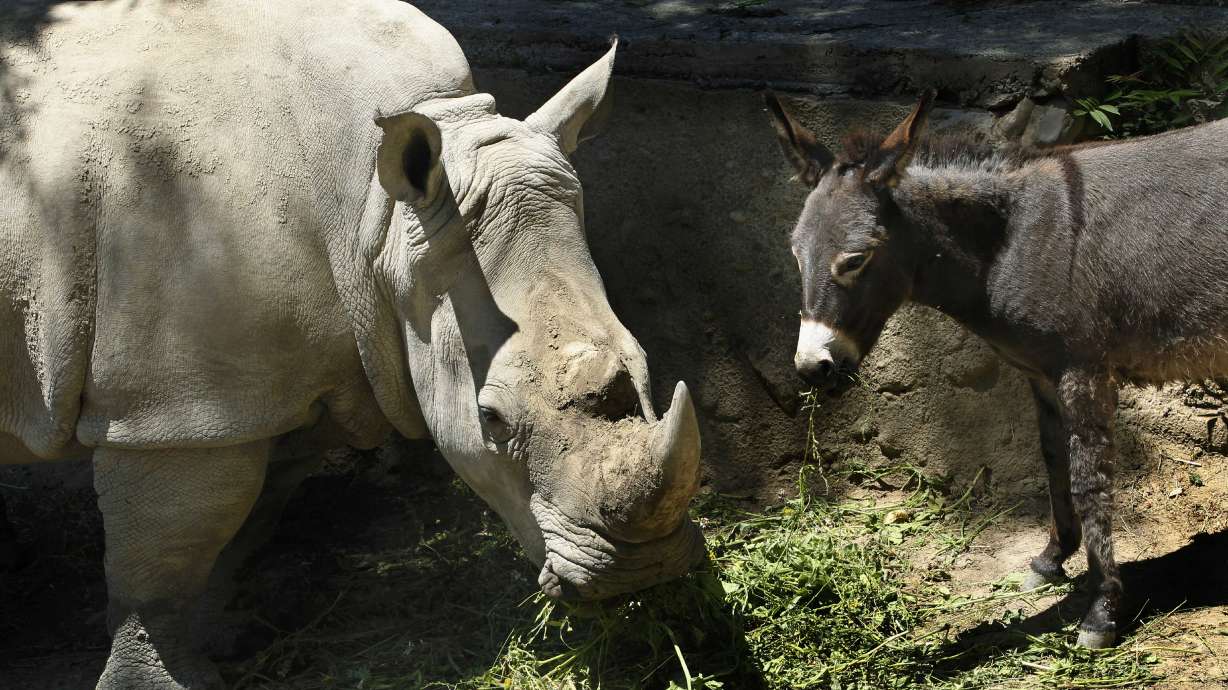 Hee-haw! At zoo, donkey pals calm restless rhino