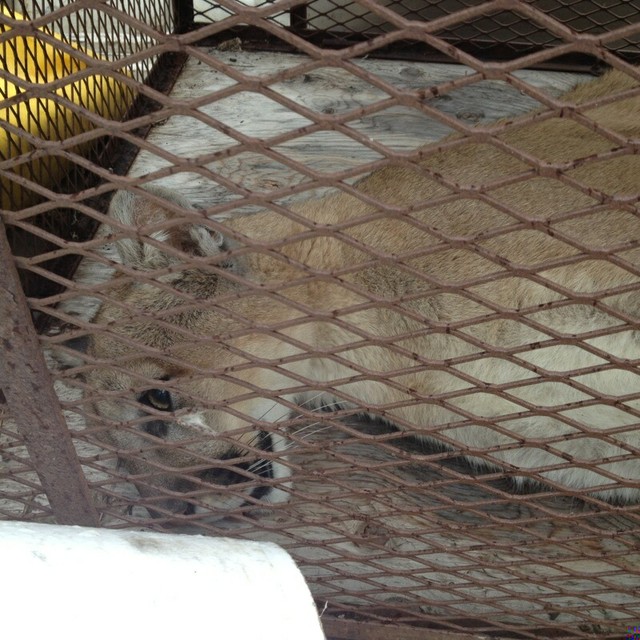 Cougar discovered in American Fork garage