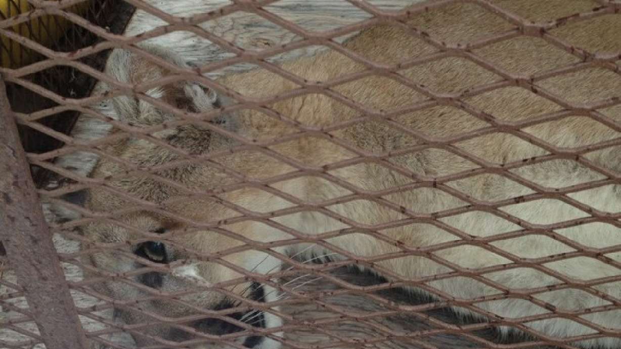 Cougar discovered in American Fork garage