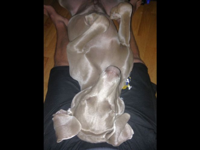 Policía mata perro durante búsqueda de niño en Salt Lake