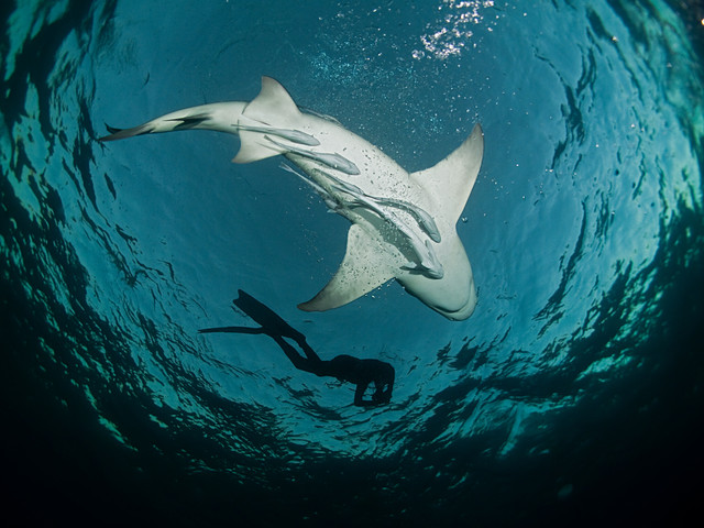 The life aquatic: 25 amazing underwater photos from around the world