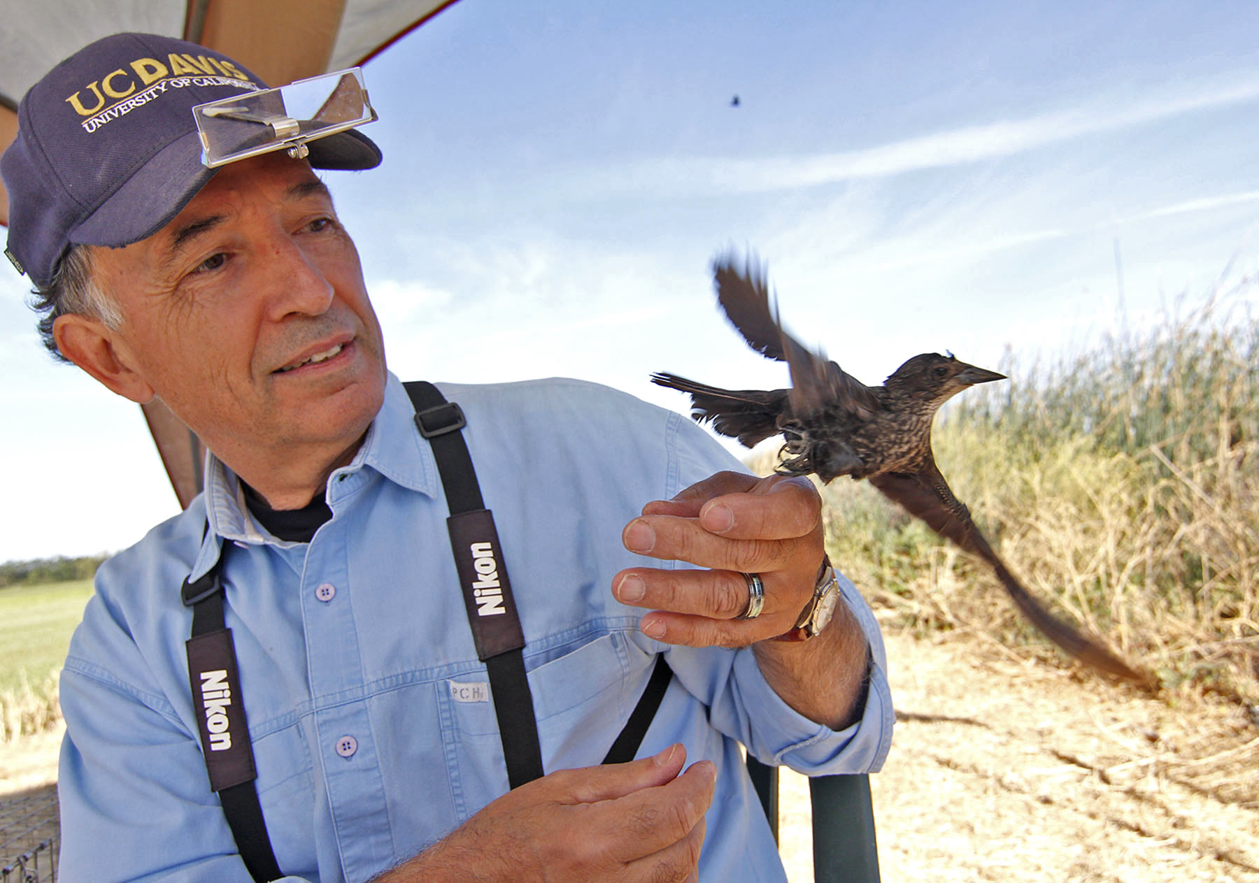 Study finds blackbird decline in California