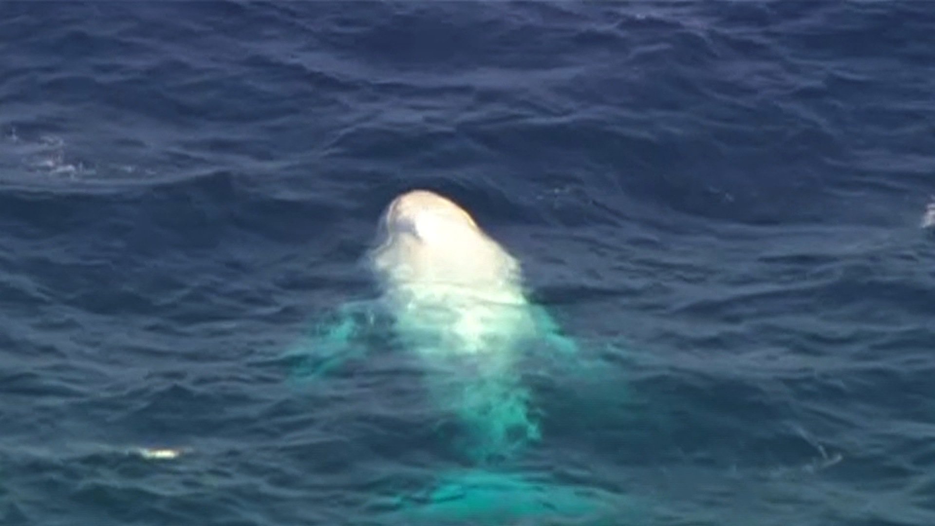 Rare albino whale 'parades' off Australian coast