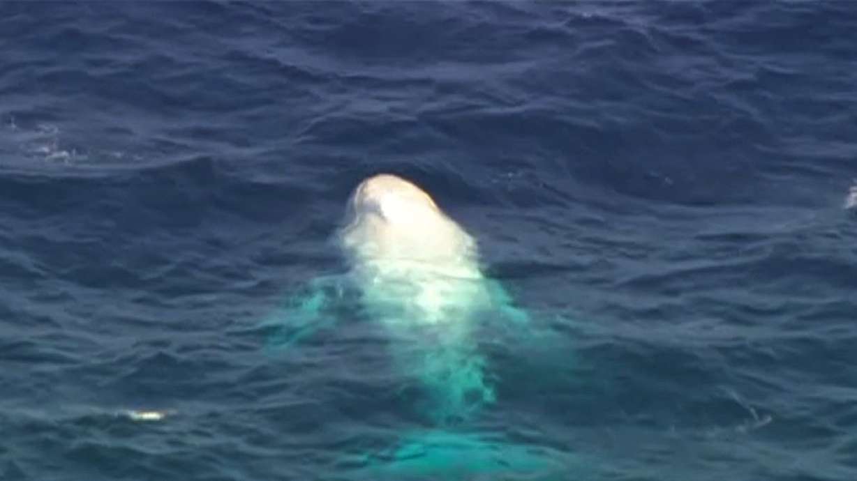 Rare albino whale 'parades' off Australian coast