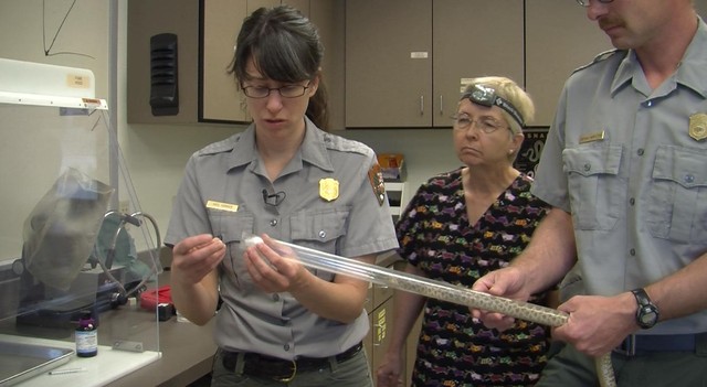 Biological science technician Meg Horner, left, deftly maneuvered a
female snake into a plastic tube. Then she plugged the end of the
tube with a cotton ball dampened with anesthesia that will prevent
the snake from feeling any pain. Beverly Roeder, a BYU biology
professor and veterinarian, center, and National Park Service biologist
Bryan Hamilton assist.