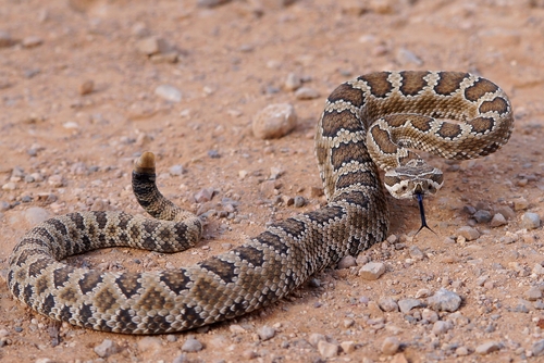 Tips for dealing with rattlesnake encounters, bites