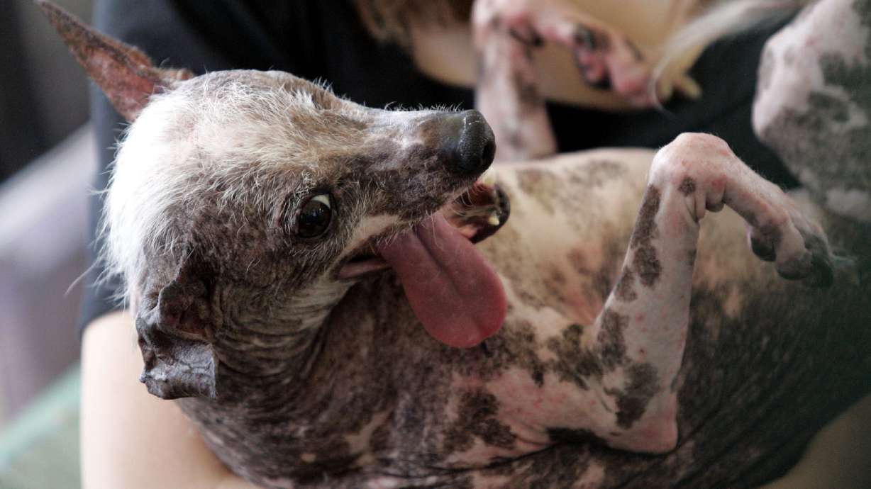 AP PHOTOS: There's a new 'World's Ugliest Dog'