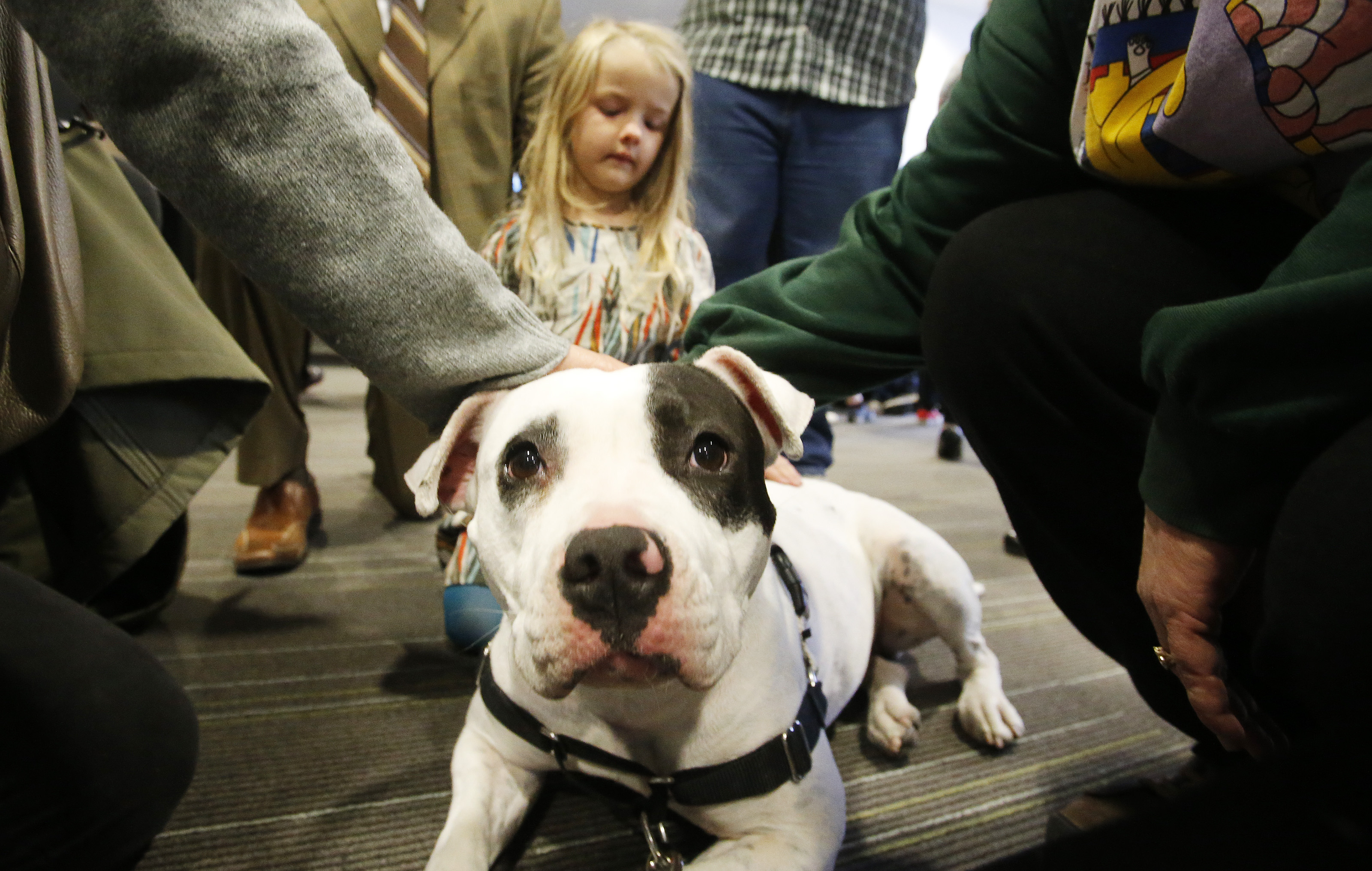 No matemos las mascotas de Utah
