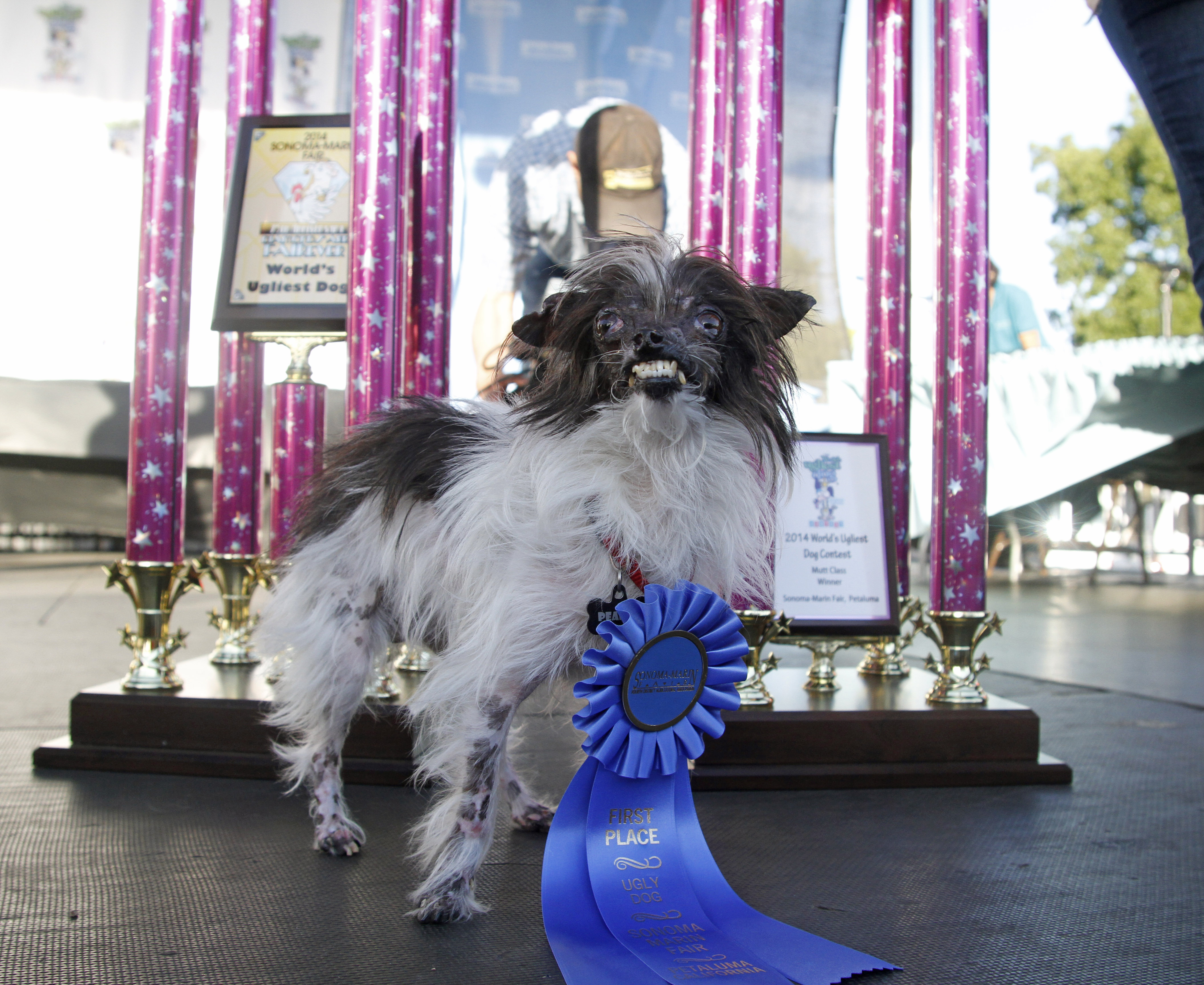 AP PHOTOS: There's a new 'World's Ugliest Dog'