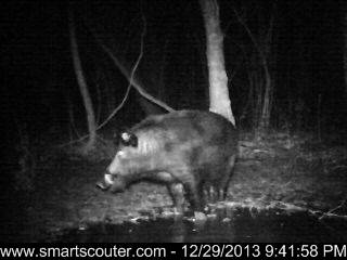 Bacon preservative tested as feral hog poison